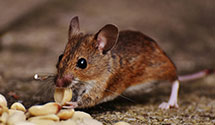 24 Hour & Emergency Exterminators in Santa Margar, CA